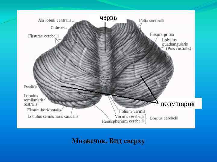 Строение мозжечка рисунок с подписями