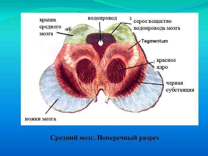 Красное ядро. Средний мозг красное ядро черная субстанция. Красное ядро среднего мозга. Красное ядро среднего мозга анатомия. Средний мозг черное вещество.