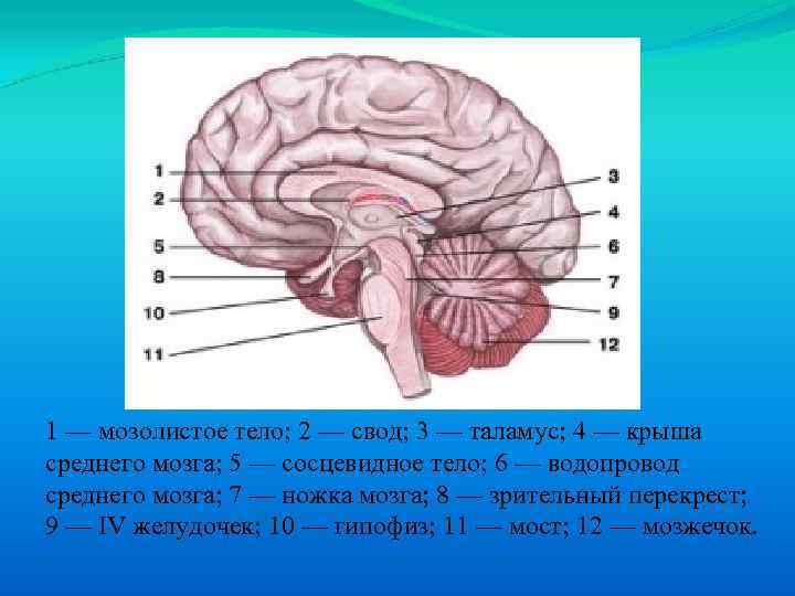 Клюв мозолистого тела