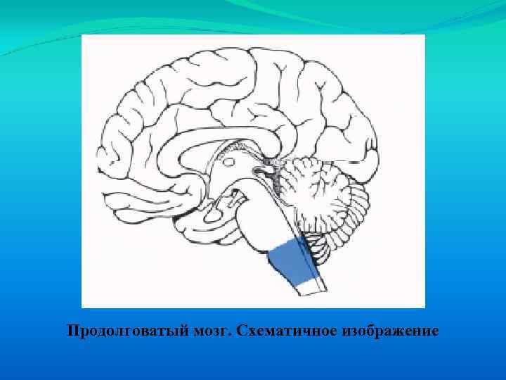 Продолговатый мозг рисунок. Ствол головного мозга схематично. Продолговатый мозг. Схематичные рисунки продолговатого мозга.