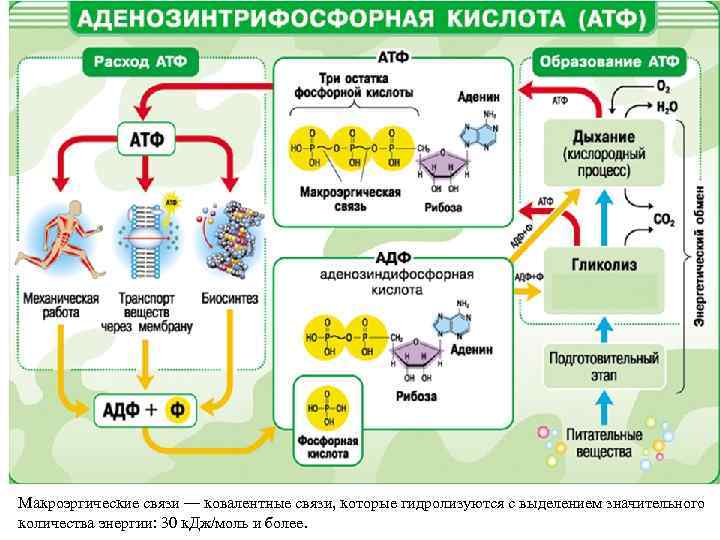 Макроэргические связи — ковалентные связи, которые гидролизуются с выделением значительного количества энергии: 30 к.