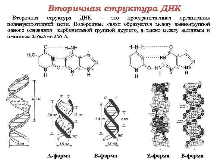        Вторичная структура ДНК – это пространственная организация