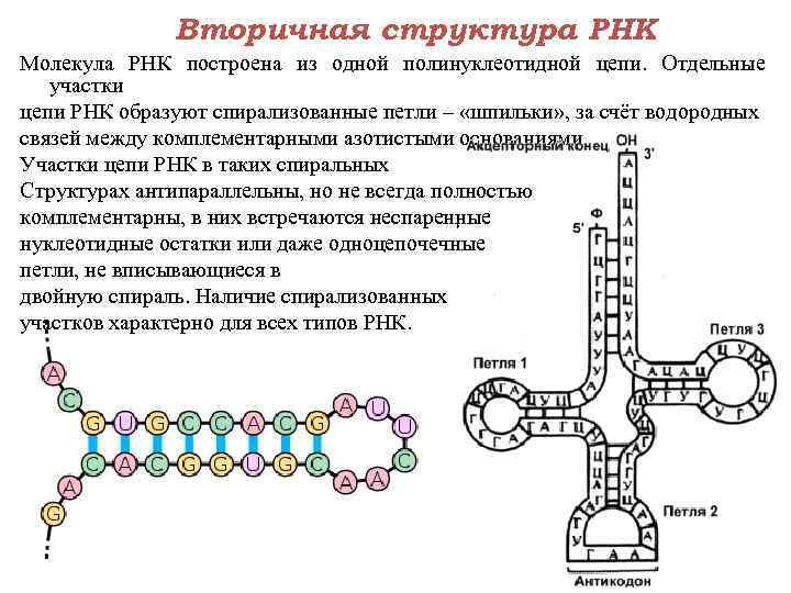    Вторичная структура РНК Молекула РНК построена из одной полинуклеотидной цепи. 