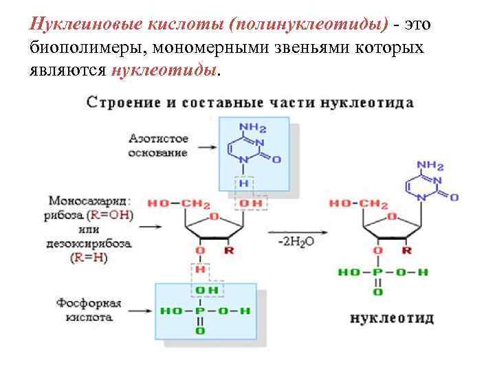 Нуклеиновые кислоты (полинуклеотиды)  это биополимеры, мономерными звеньями которых являются нуклеотиды. 