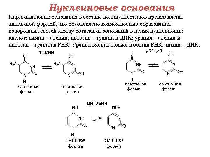    Нуклеиновые основания Пиримидиновые основания в составе полинуклеотидов представлены лактамной формой, что