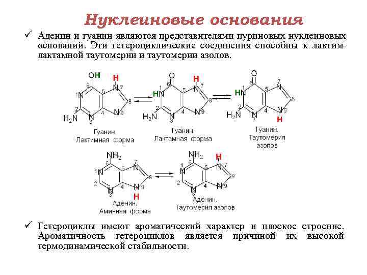   Нуклеиновые основания ü Аденин и гуанин являются представителями пуриновых нуклеиновых  оснований.