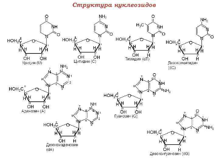 Структура нуклеозидов 
