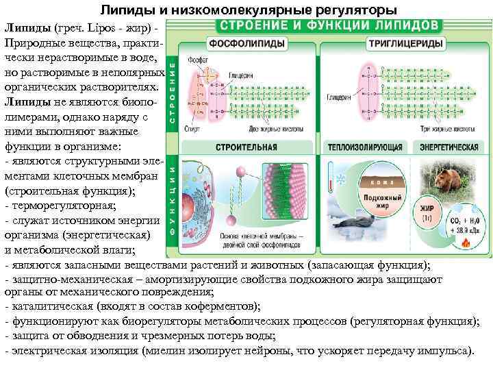 Липиды и низкомолекулярные регуляторы Липиды (греч. Lipos жир) Липиды и низкомолекулярные регуляторы Липиды (греч. Lipos жир)