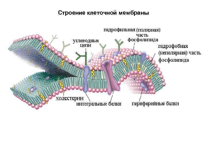 Строение клеточной мембраны Строение клеточной мембраны