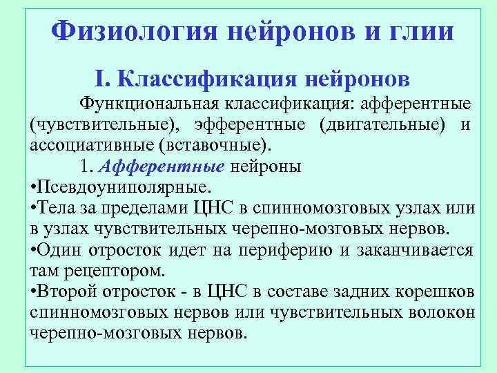  Физиология нейронов и глии  I. Классификация нейронов  Функциональная классификация: афферентные (чувствительные),
