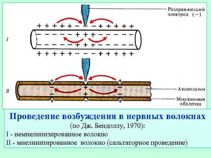 Проведение возбуждения в нервных волокнах     (по Дж. Бендоллу, 1970): I