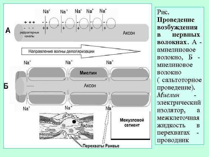 Рис. Проведение возбуждения в  нервных волокнах. А - амиелиновое волокно, Б - миелиновое