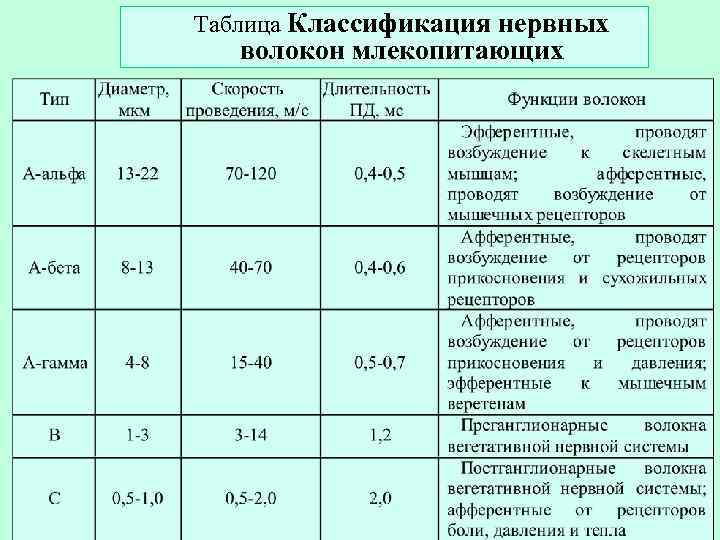 Таблица Классификация нервных  волокон млекопитающих 