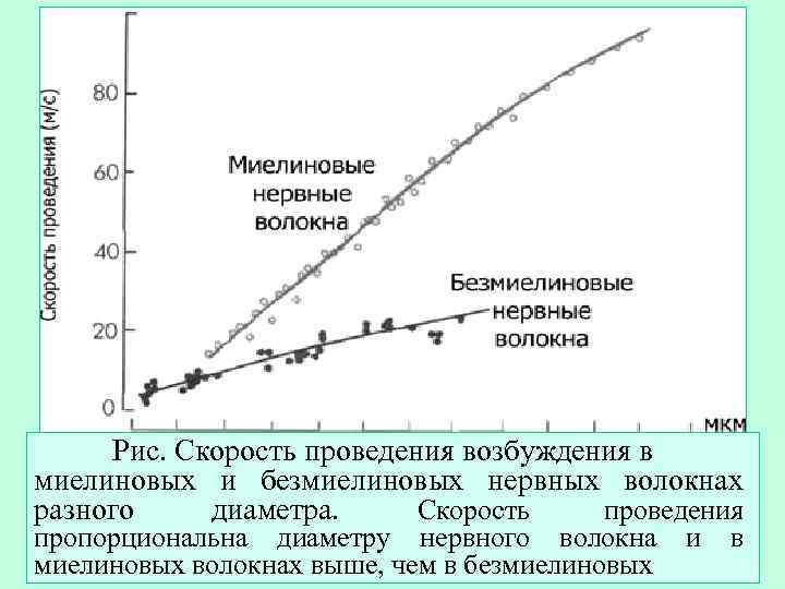  Рис. Скорость проведения возбуждения в миелиновых и безмиелиновых нервных волокнах разного диаметра. 