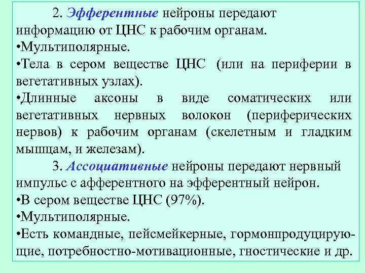  2. Эфферентные нейроны передают информацию от ЦНС к рабочим органам.  • Мультиполярные.