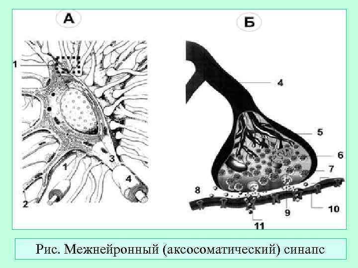 Рис. Межнейронный (аксосоматический) синапс 