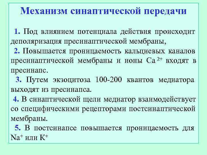  Механизм синаптической передачи 1. Под влиянием потенциала действия происходит деполяризация пресинаптической мембраны, 