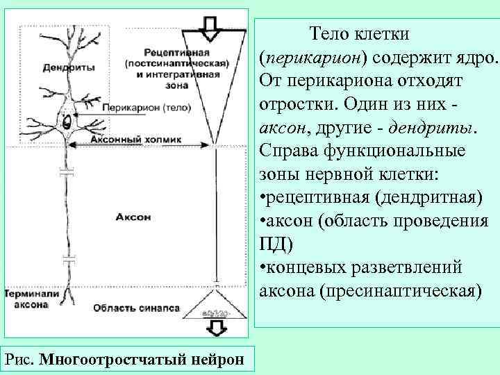        Тело клетки     