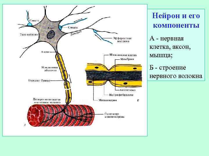 Схема субмикроскопического строения мультиполярного нейрона