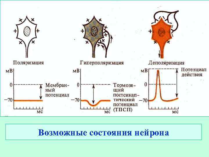 Схема классификация нейронов