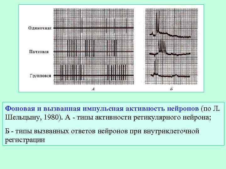 Фоновая и вызванная импульсная активность нейронов (по Л. Шельцыну, 1980). А - типы активности
