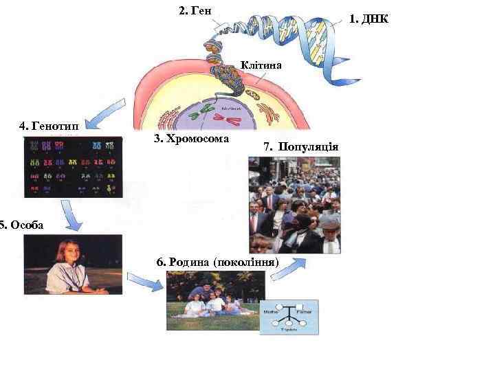     2. Ген     1. ДНК  