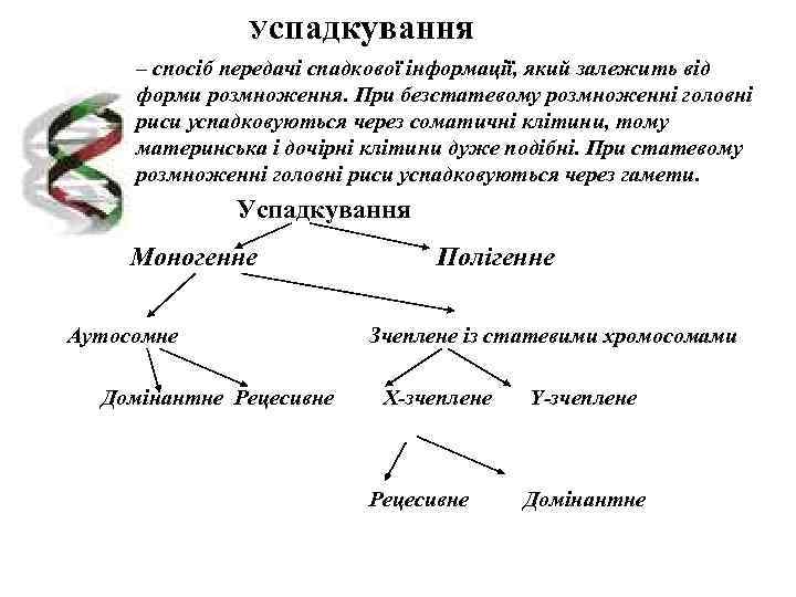     Успадкування – спосіб передачі спадкової інформації, який залежить від форми