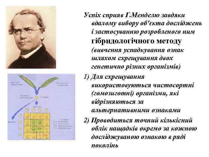 Успіх сприяв Г. Менделю завдяки  вдалому вибору об'єкта досліджень  і застосуванню розробленого