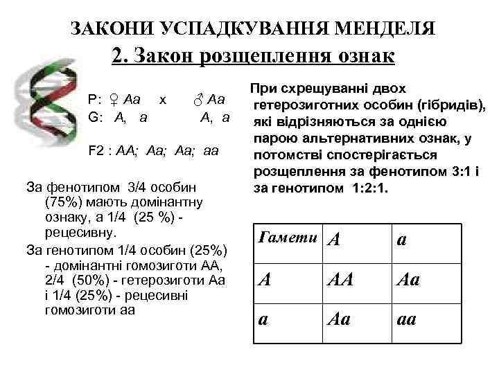  ЗАКОНИ УСПАДКУВАННЯ МЕНДЕЛЯ   2. Закон розщеплення ознак    