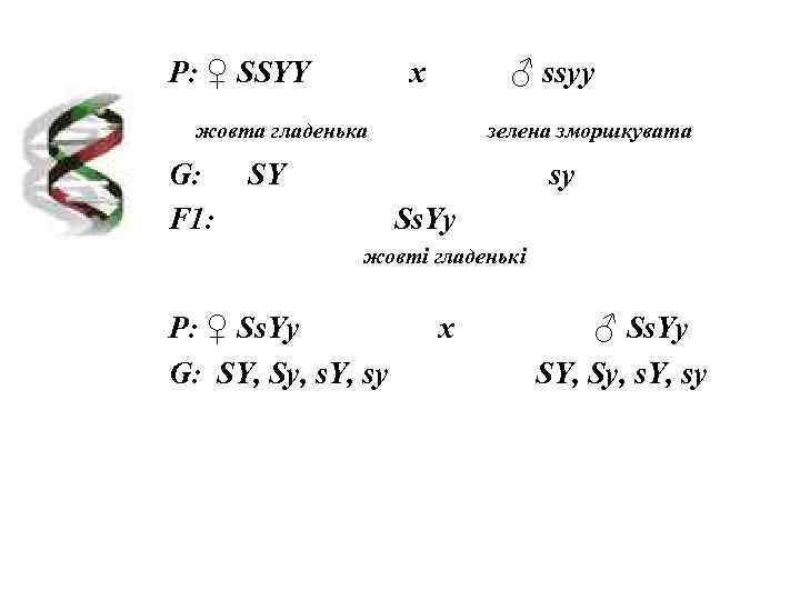 Р: ♀ SSYY  х   ♂ ssyy  жовта гладенька  зелена