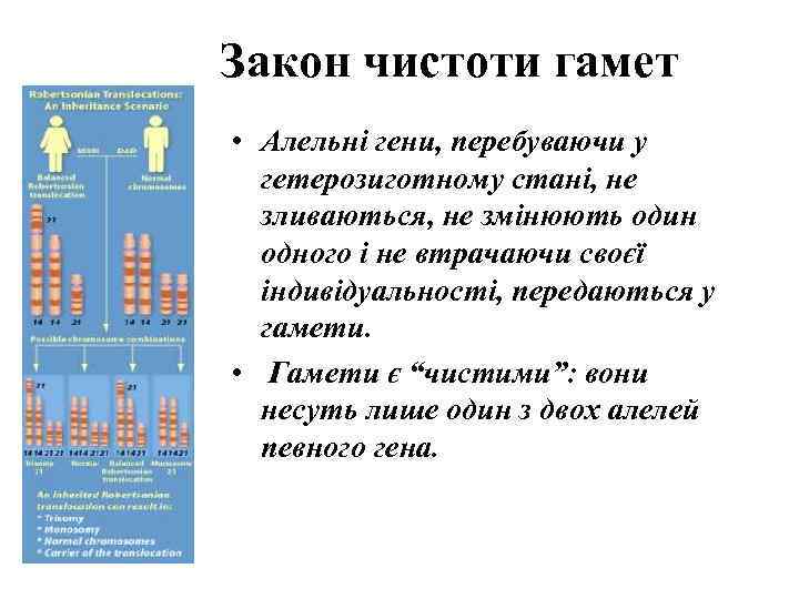 Закон чистоти гамет • Алельні гени, перебуваючи у  гетерозиготному стані, не  зливаються,