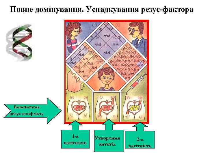 Повне домінування. Успадкування резус-фактора  Виникнення резус-конфлікту     1 -а Утворення