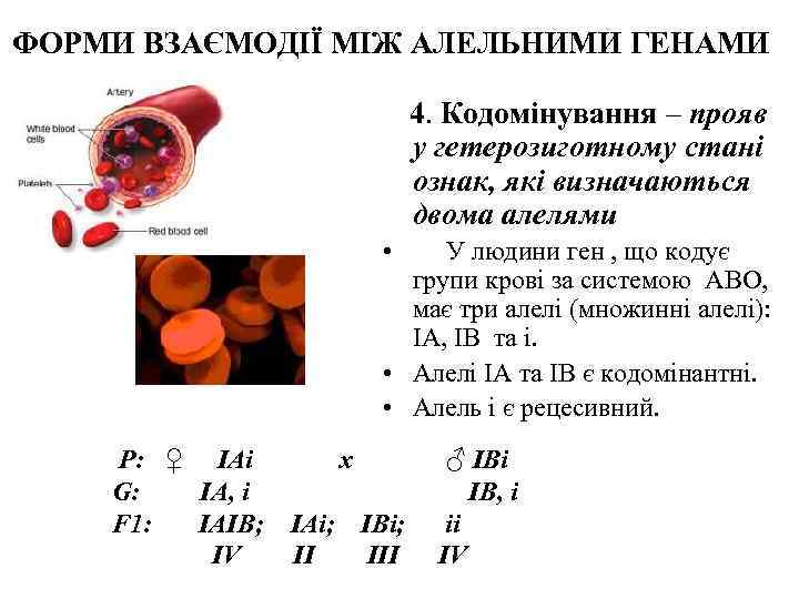 ФОРМИ ВЗАЄМОДІЇ МІЖ АЛЕЛЬНИМИ ГЕНАМИ      4. Кодомінування – прояв