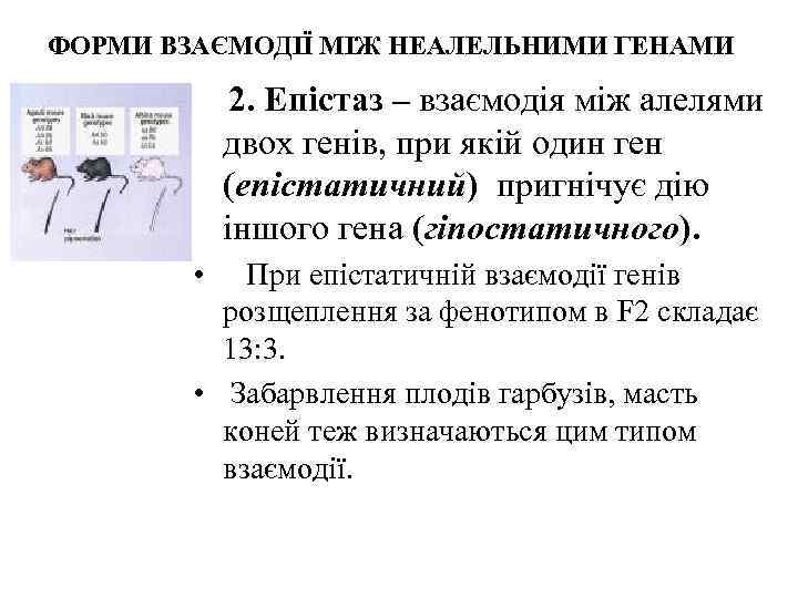 ФОРМИ ВЗАЄМОДІЇ МІЖ НЕАЛЕЛЬНИМИ ГЕНАМИ    2. Епістаз – взаємодія між алелями