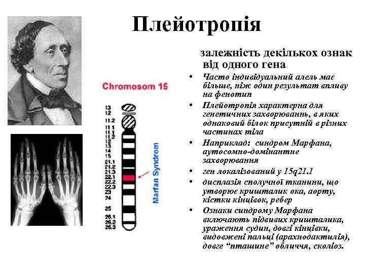 Плейотропія   залежність декількох ознак   від одного гена •  Часто