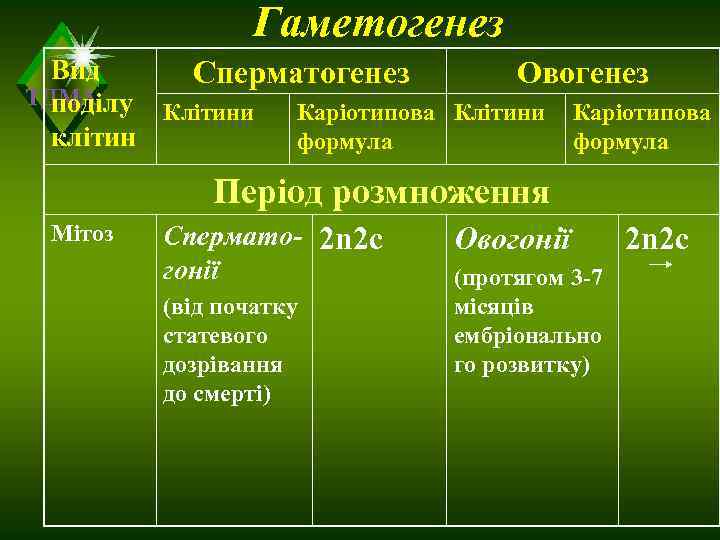    Гаметогенез  Вид Сперматогенез   Овогенез ТДМА  поділу Клітини