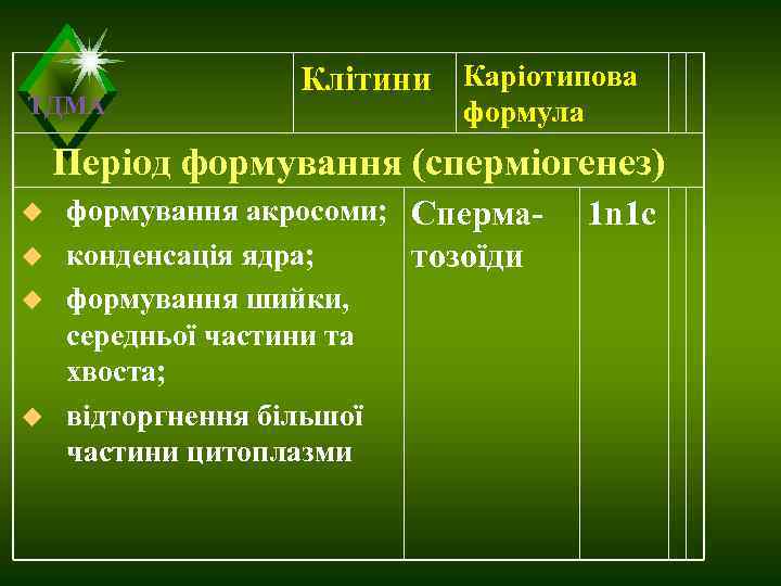    Клітини Каріотипова ТДМА    формула Період формування (сперміогенез) u