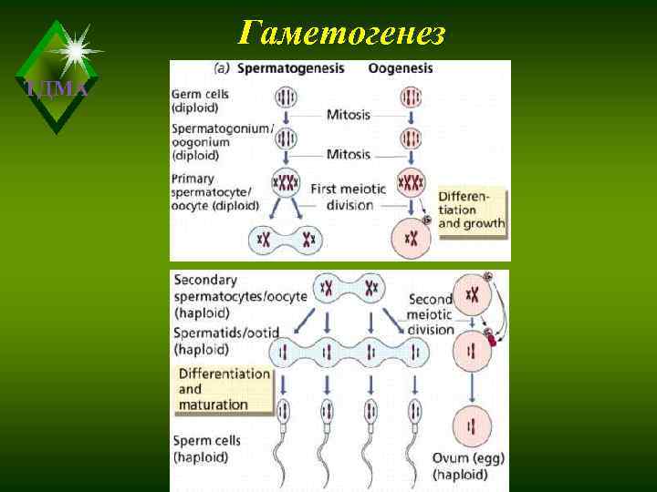  Гаметогенез ТДМА 