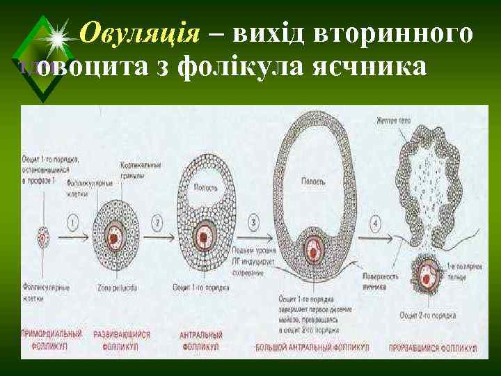  Овуляція – вихід вторинного  овоцита з фолікула яєчника ТДМА 