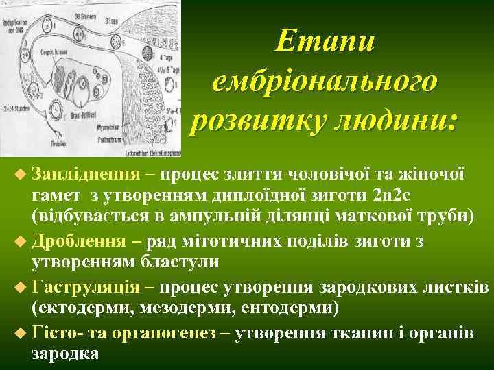     Етапи ТДМА     ембріонального   