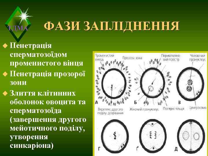  ТДМА ФАЗИ ЗАПЛІДНЕННЯ u Пенетрація  сперматозоїдом  променистого вінця u Пенетрація прозорої