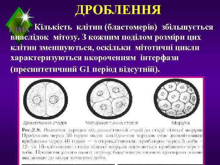     ДРОБЛЕННЯ ТДМА Кількість клітин (бластомерів) збільшується внаслідок мітозу. З кожним