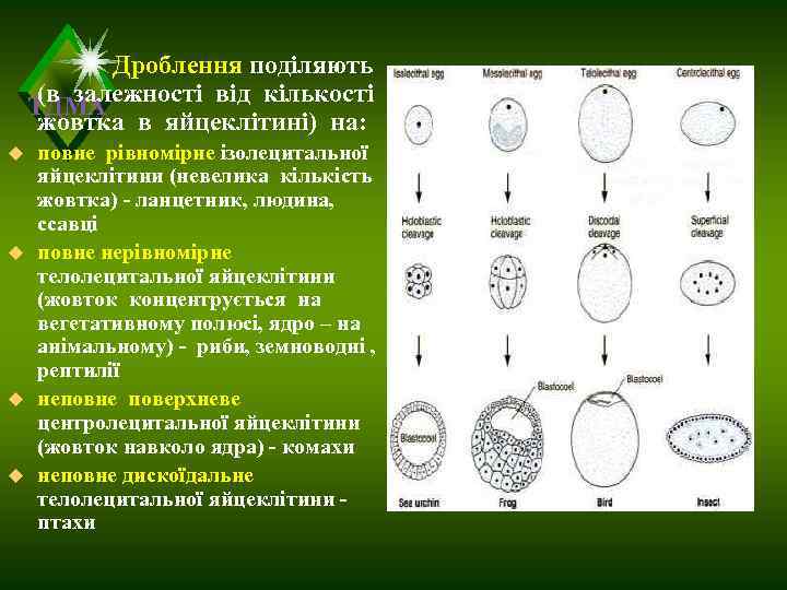   Дроблення поділяють (в залежності від кількості ТДМА жовтка в яйцеклітині) на: u