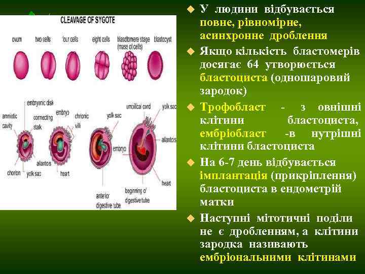   u  У людини відбувається  повне, рівномірне,   асинхронне дроблення