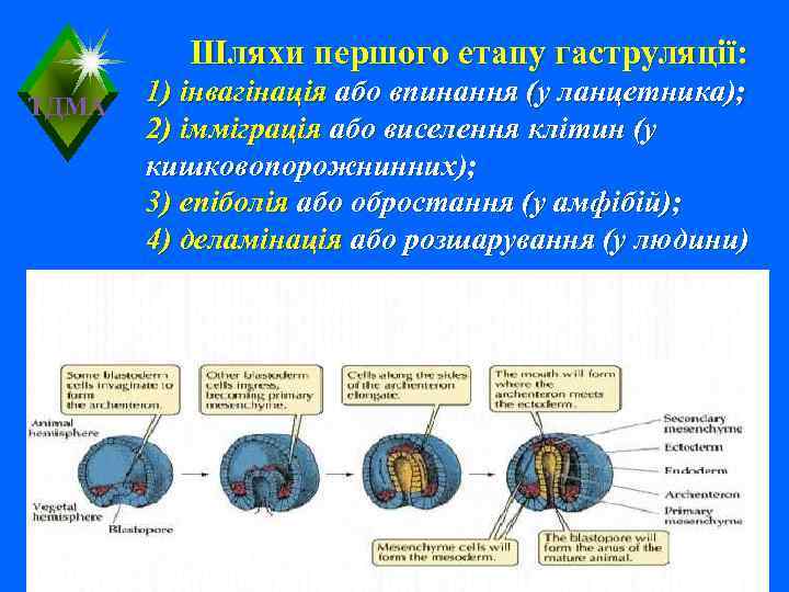    Шляхи першого етапу гаструляції: ТДМА  1) інвагінація або впинання (у