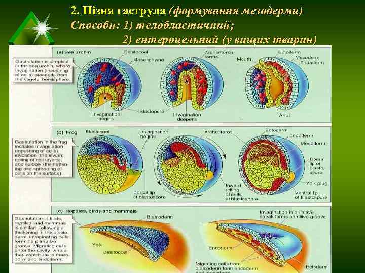   2. Пізня гаструла (формування мезодерми)  Способи: 1) телобластичний;   