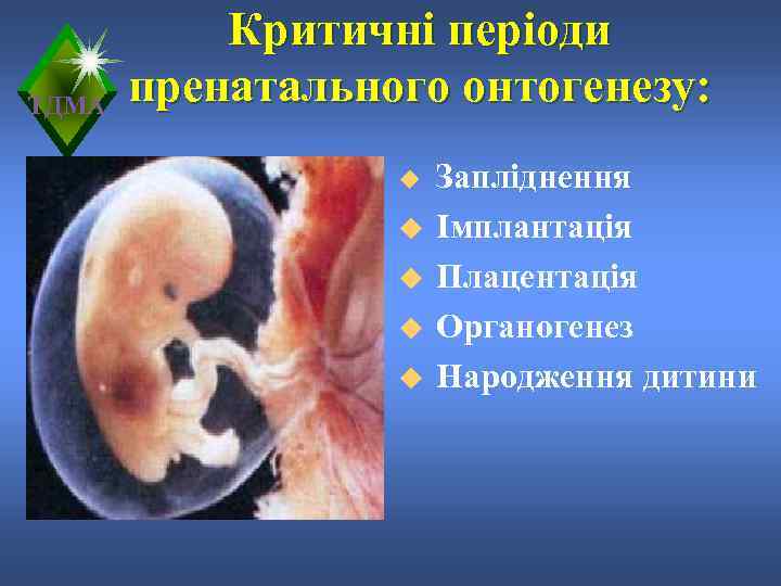   Критичні періоди ТДМА  пренатального онтогенезу:    u  Запліднення