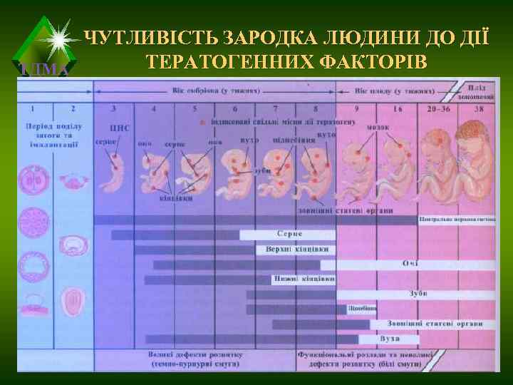  ЧУТЛИВІСТЬ ЗАРОДКА ЛЮДИНИ ДО ДІЇ ТДМА ТЕРАТОГЕННИХ ФАКТОРІВ 