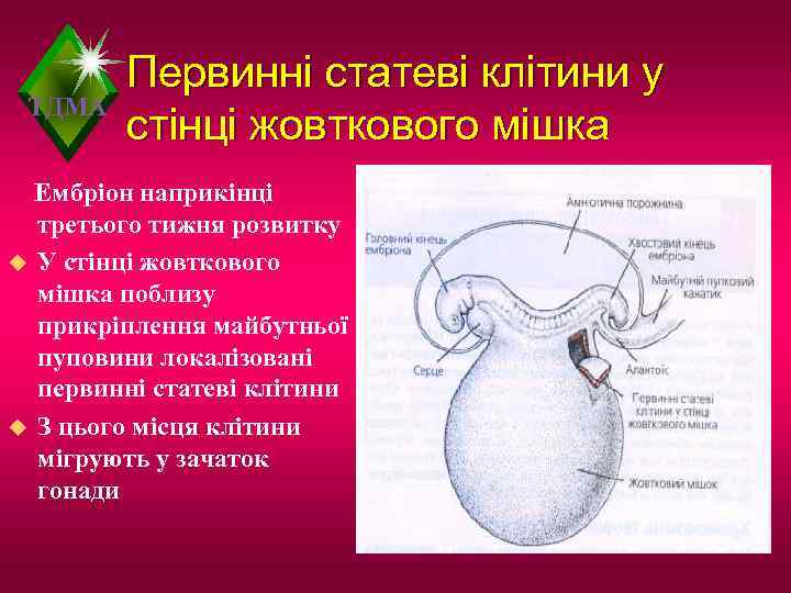    Первинні статеві клітини у ТДМА   стінці жовткового мішка 