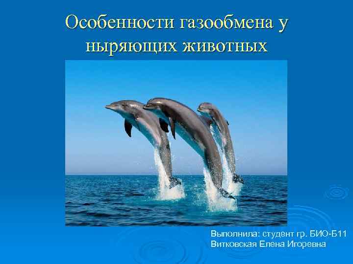 Особенности газообмена у  ныряющих животных    Выполнила: студент гр. БИО-Б 11